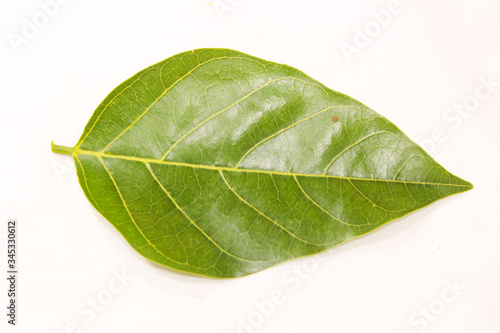 Green Leaf with clear route structure