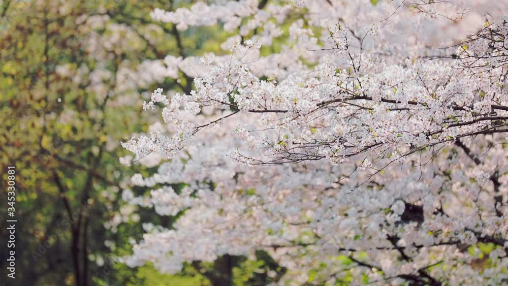 slow motion shot of cherry blossom falling slow motion shot of cherry blossom falling