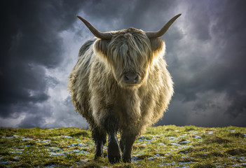 Ingelijste posters Schotse hooglander Schotse Hooglander in winterlandschap  © Mr Doomits