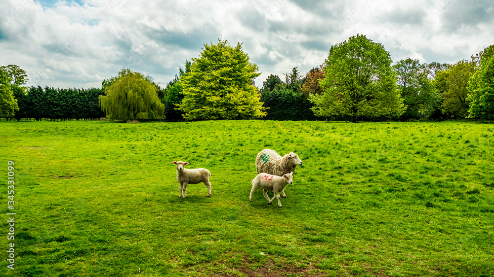 Obraz premium COUNTING SHEEP FOR SLEEP