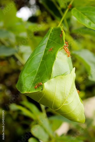 green leaf ball is red ant home. Beautiful nature life

