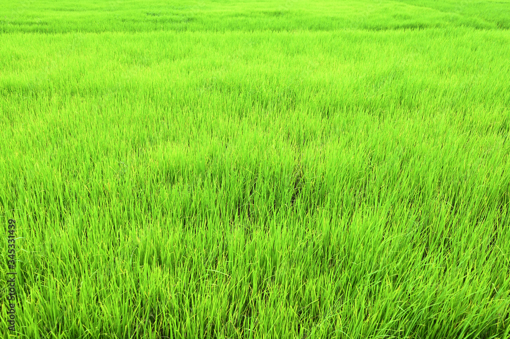 The green rice fields look refreshing.