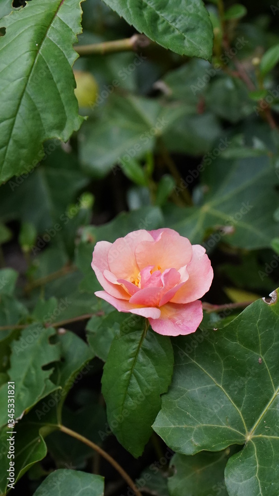 Flowers during spring season, May 2020, Montreux Switzerland