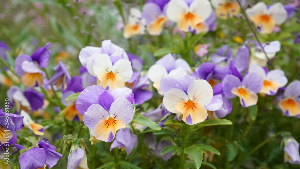 Flowers during spring season, May 2020, Montreux Switzerland Flowers during spring season, May 2020, Montreux Switzerland