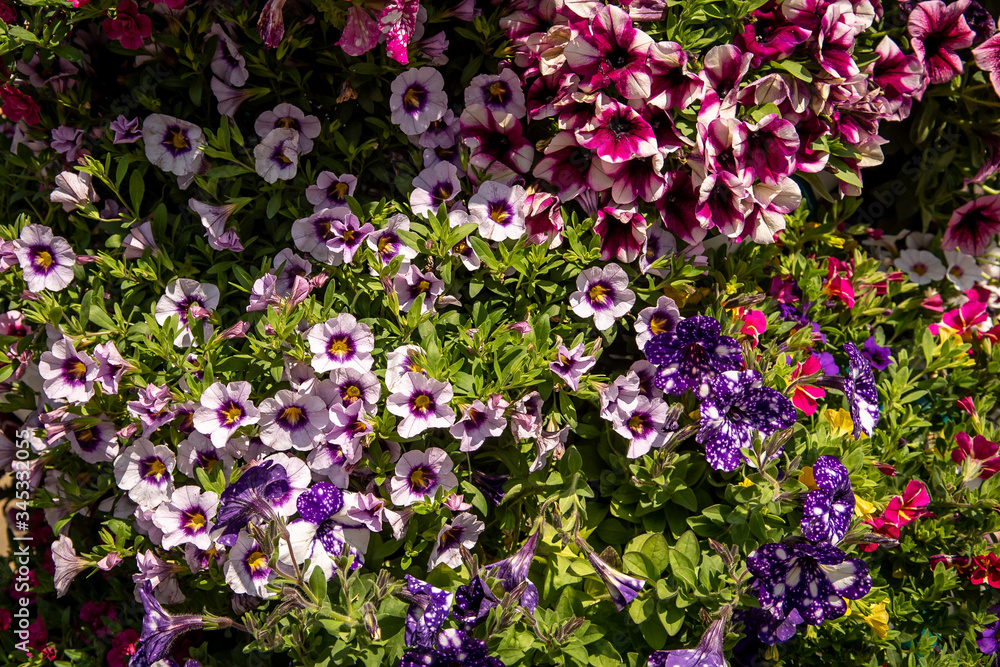 purple and white flowers purple and white flowers