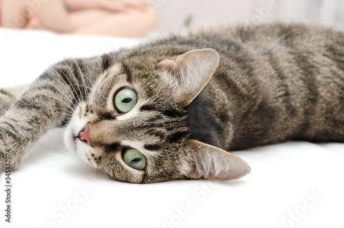 A cute domestic cat is stretched out on the bed and looking at the camera.