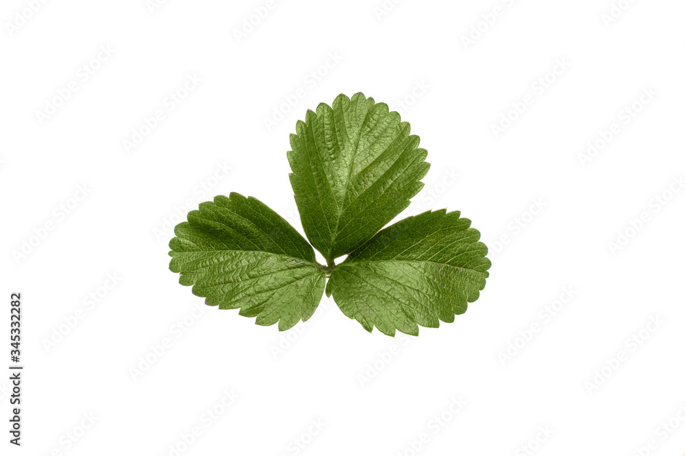 small green leaf on a white background small green leaf on a white background