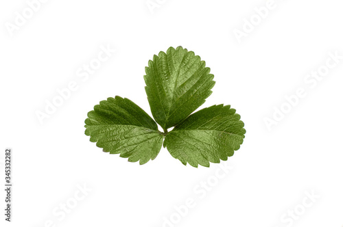 small green leaf on a white background
