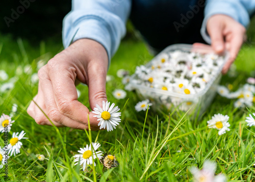 flower, hand, daisy, nature, hands, flowers, grass, spring,