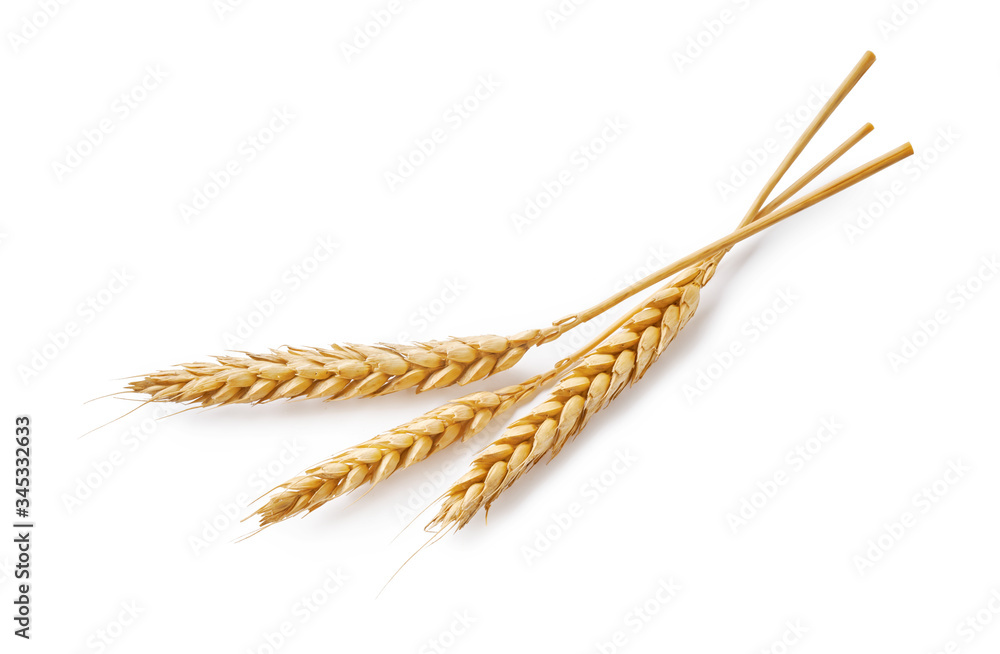 Three wheat spikelets isolated on white background. Top view wheats. Three wheat spikelets isolated on white background. Top view wheats.