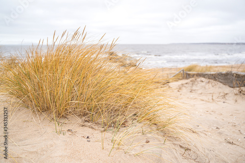 Dunes on the North Sea  Sweden