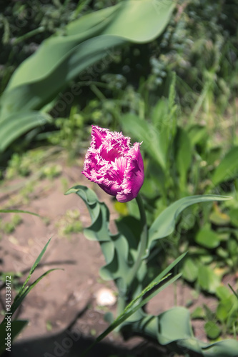 Wallpaper Mural Tulipa fully blossomed in the spring garden. Torontodigital.ca