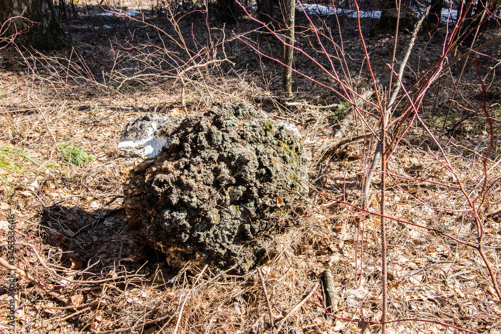 Stump after deforestation in spring forest