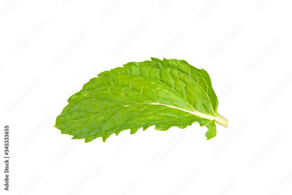 Fototapeta premium Close-up of Mint leaves isolated on white background.