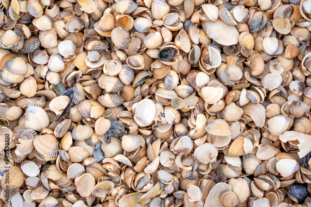 Small shells background in Skane, Sweden. Selective focus Small shells background in Skane, Sweden. Selective focus