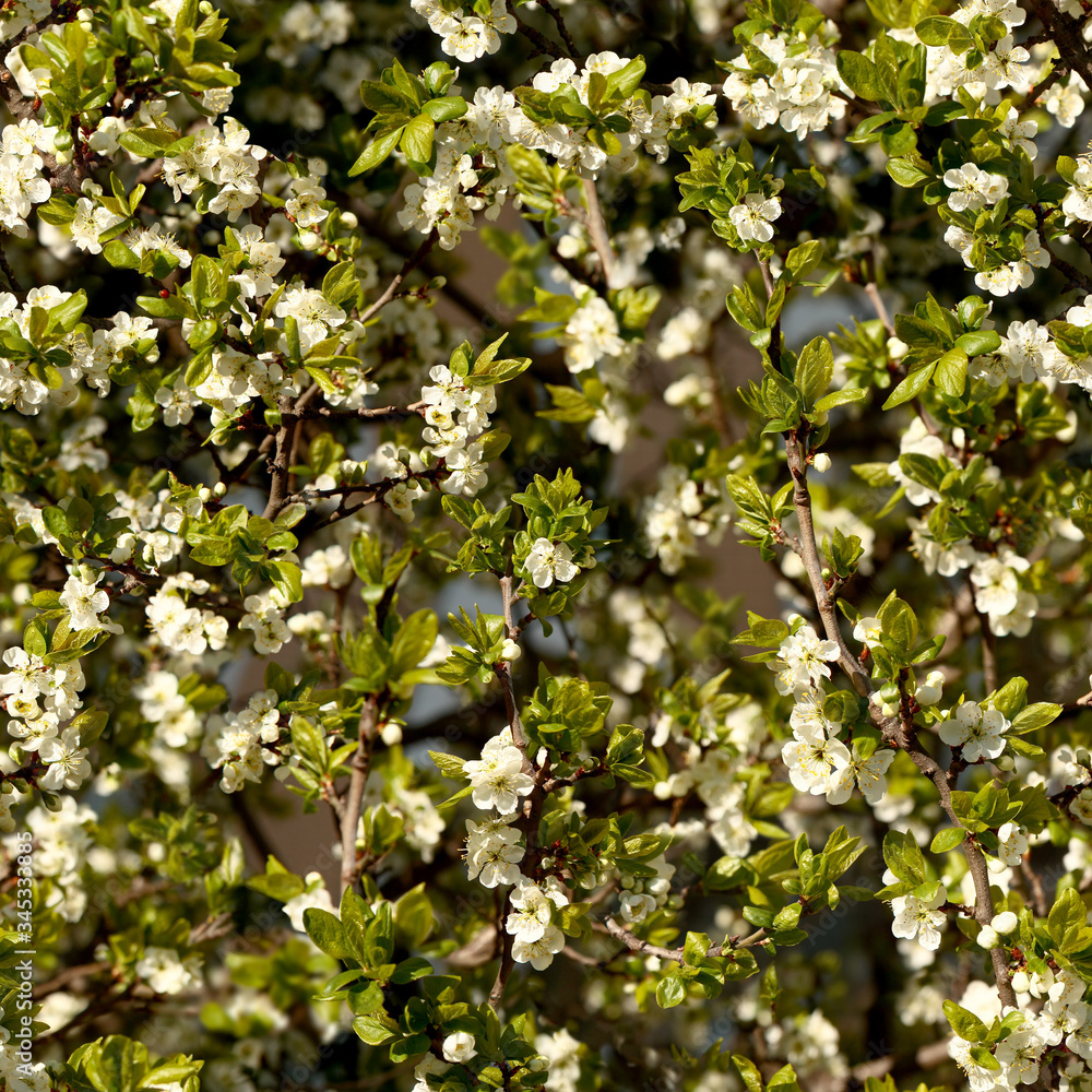 Seamless texture of blossoming tree in spring. Minsk. Belarus.