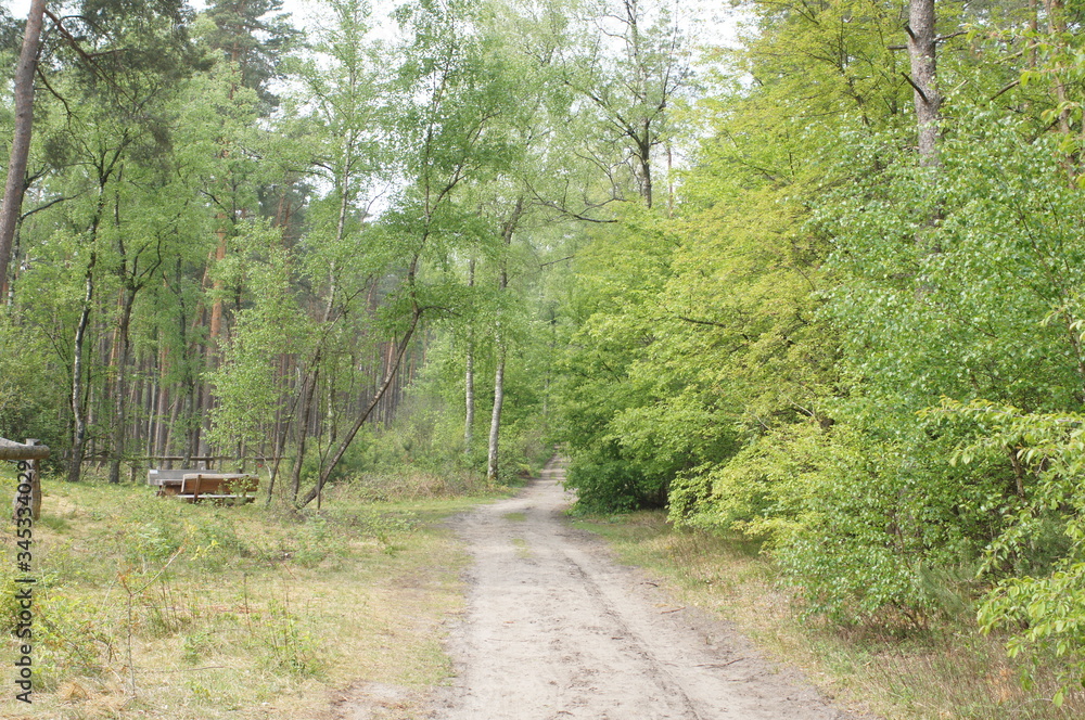 Fototapeta premium Schöner Waldweg im Mischwald