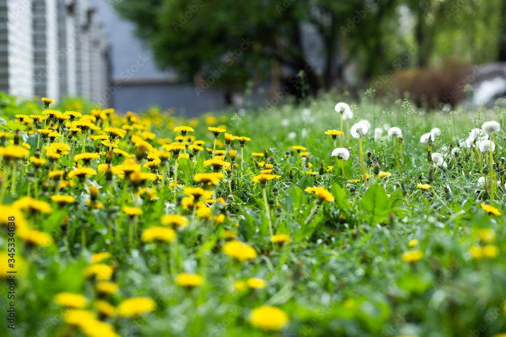 Fototapeta premium many yellow dandelions in the summer park