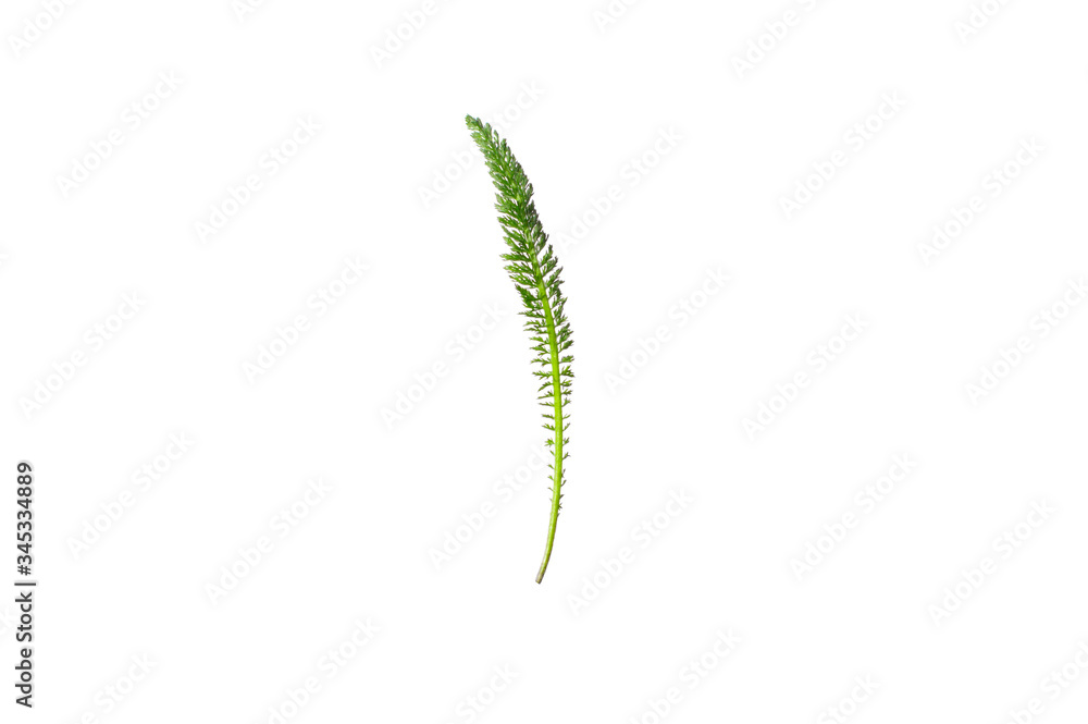 small green leaf on a white background small green leaf on a white background