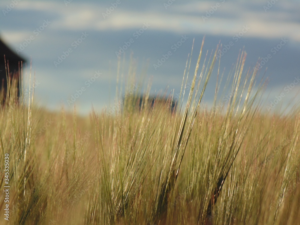 Obraz premium Picture