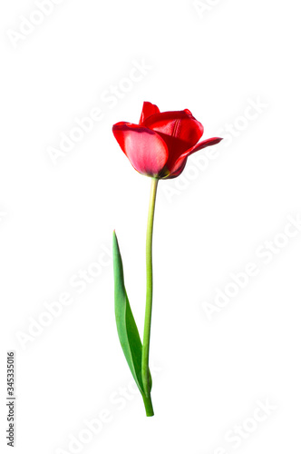 red tulip isolate on a white background