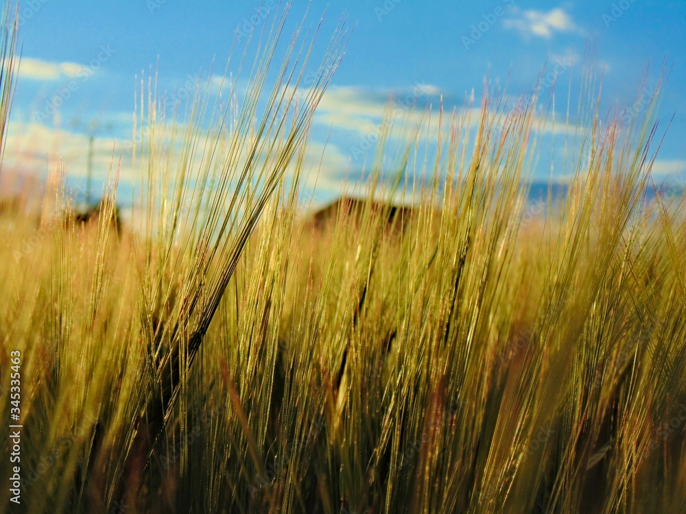 Obraz premium Picture