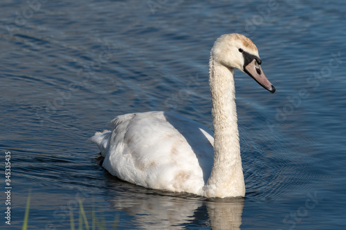 Elegant Swan Swimming on a Lake