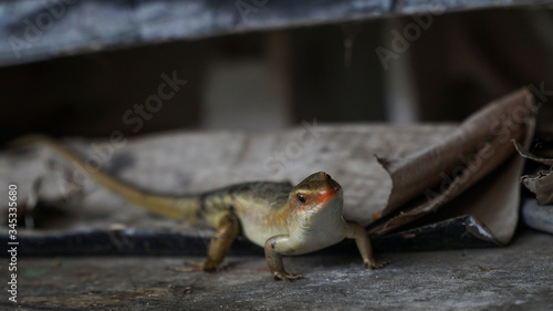 lizard on a wooden fence