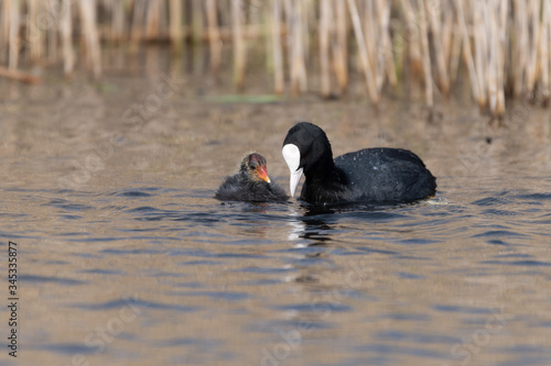 Adult Coot Feeding Its Baby photo