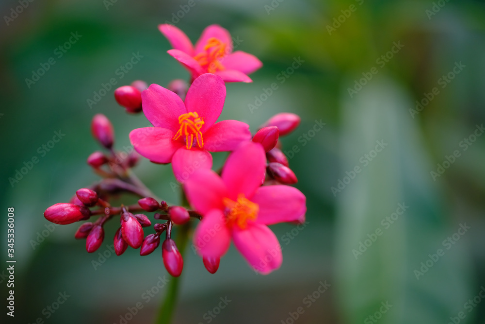 pink small flowers with buds great for post card or website background pink small flowers with buds great for post card or website background