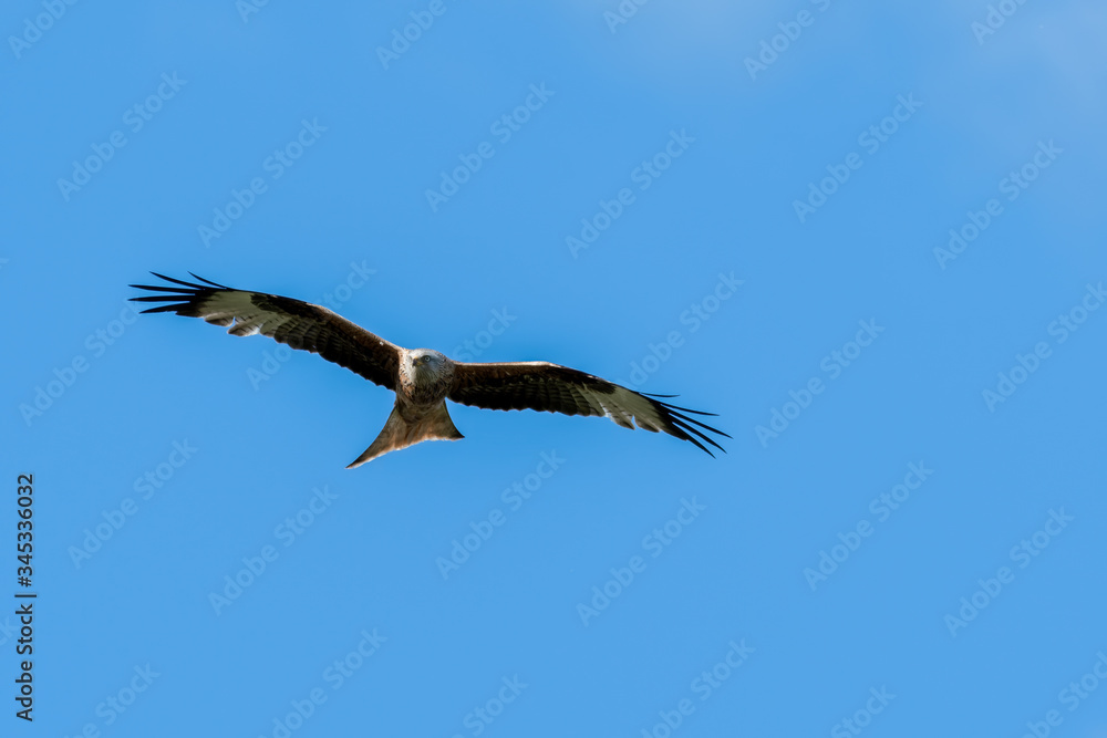 Red Kite Soaring Over the Sky