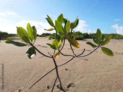 Green sculpture in sand