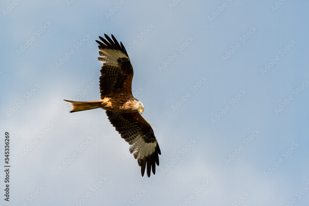 Obraz premium Red Kite Soaring Over the Sky