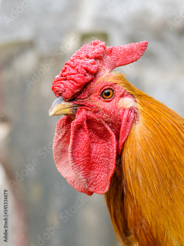 portrait of rooster