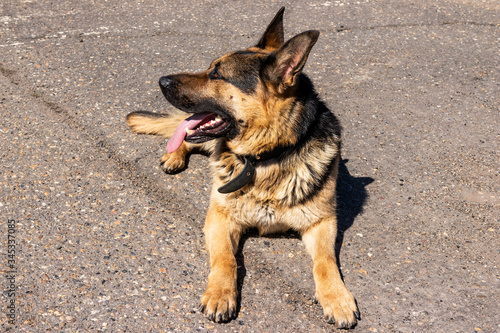  police dog. German shepherd training