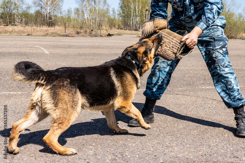 
police dog. German shepherd training