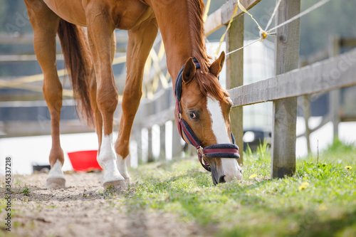 portrait of young chestnut budyonny gelding horse  with white line on face in halter eating grass near fence in paddock in spring daytime photo