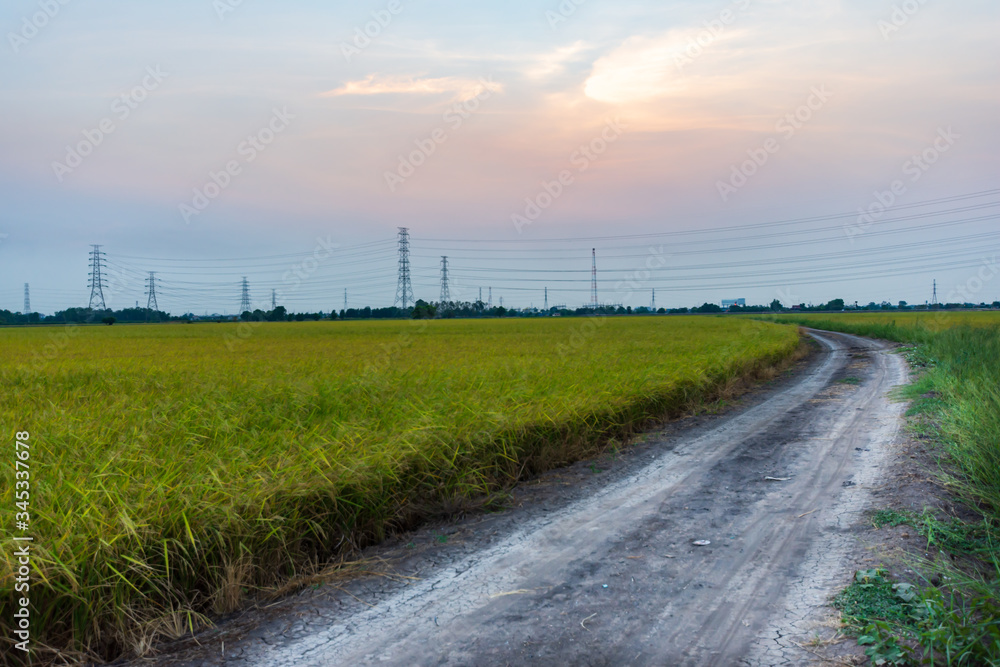 Soil road in the middle of a rice field that is ready to harvest.