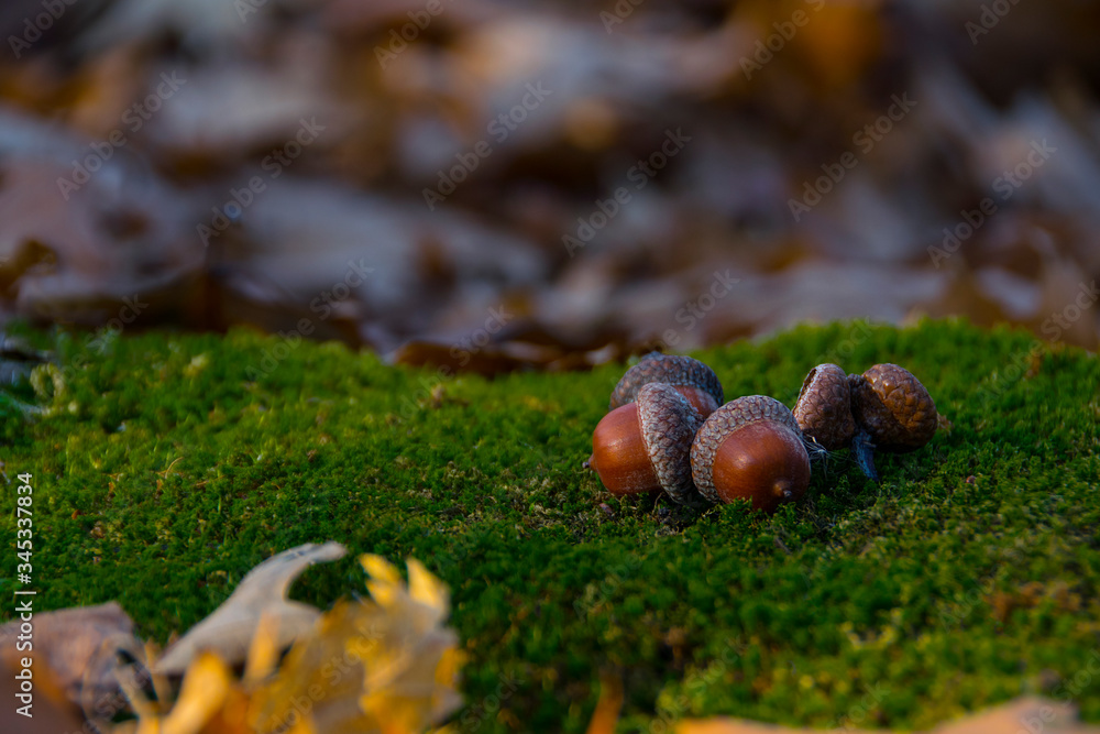 acorns lie on the moss
acorns lie on the moss