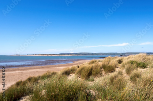 Sandy beach and dunes with Marram Grass  aka Beachgrass. Ammophila arenaria. Coastal habitat  Instow  north Devon  England.