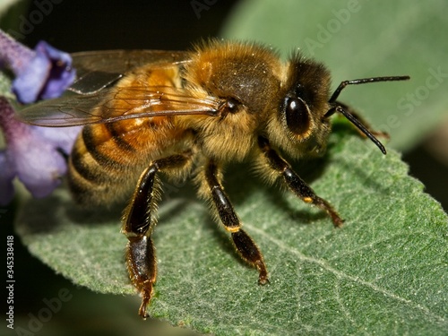 common bee resting on a leaf