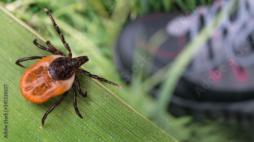 Lurking deer tick and foot in hiking boot on green grass. Ixodes ricinus. Parasitic insect questing on natural leaf over human leg in running shoe. Health risk of tick borne diseases as encephalitis. photo