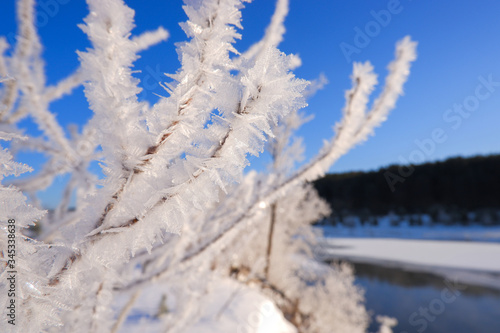 Branch of tree covered with white hoarfrost against blue sky. Closeup. Frosty morning. Beautiful winter landscape. Clear frosty weather. Soft selective focus. Background pattern