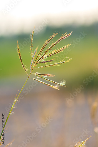 Grass flowers in the backyard in summer.