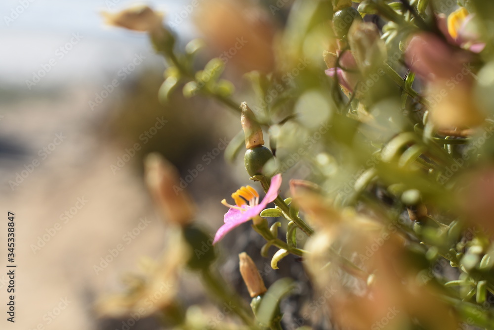 Obraz premium Pink small flower bush