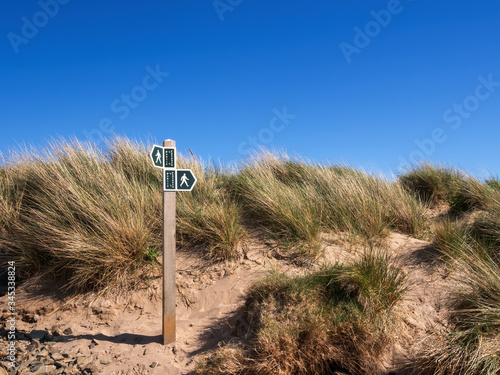 Public footpath through sandy dunes with Marram Grass, aka Beachgrass. Ammophila arenaria. Coastal habitat, Instow, north Devon, England. photo