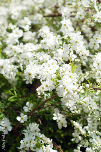  Spring. Blooming bush with white flowers.