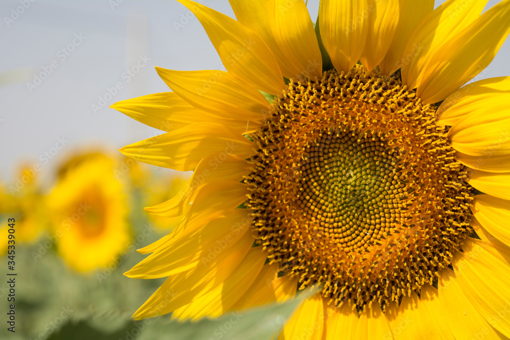 Fototapeta premium girasol