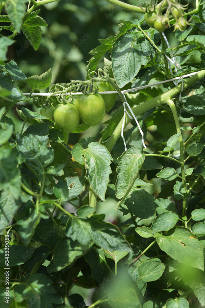 a fresh tomatos in the backyard a fresh tomatos in the backyard