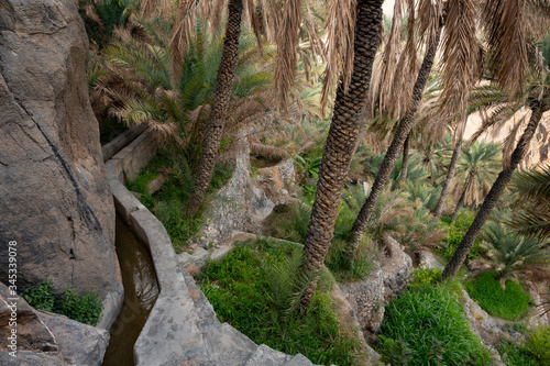 Terraced date palm plantation with falaj in Misfat al Abriyeen, Oman photo